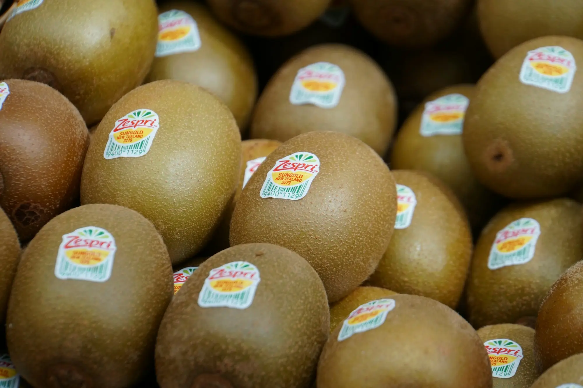 Kiwifruit orchard rows under canopy in the Bay of Plenty during harvest